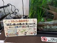 お店の片隅で怪しい（？）実験中。綿花の種を水槽に沈めてみた件