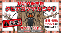 サクラが危ない！？特定外来生物との戦い「夏の陣2026」が大阪で開幕！