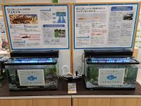 「スイゲンゼニタナゴ」と国の天然記念物「アユモドキ」の特別展示！
