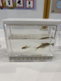 【展示のお知らせ】「スイゲンゼニタナゴ」がやってきました！＆アユモドキの展示について
